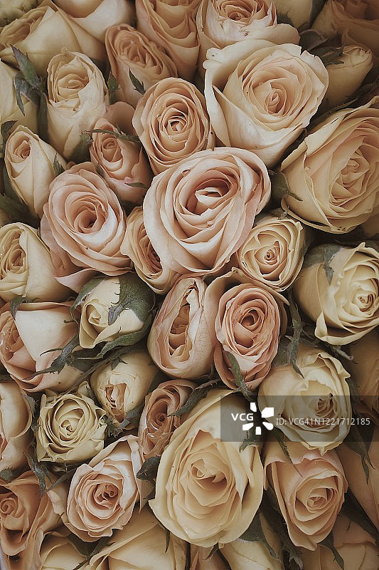 完整框架的玫瑰花束图片素材