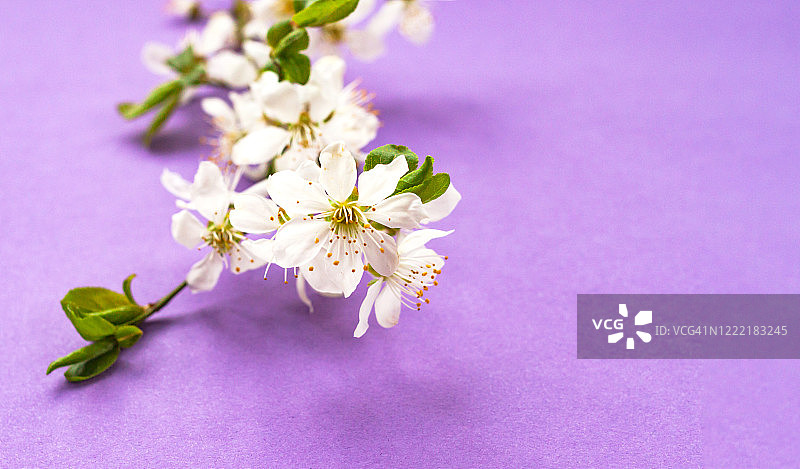 白色的樱花在紫色的背景上绽放。前视图。本空间图片素材