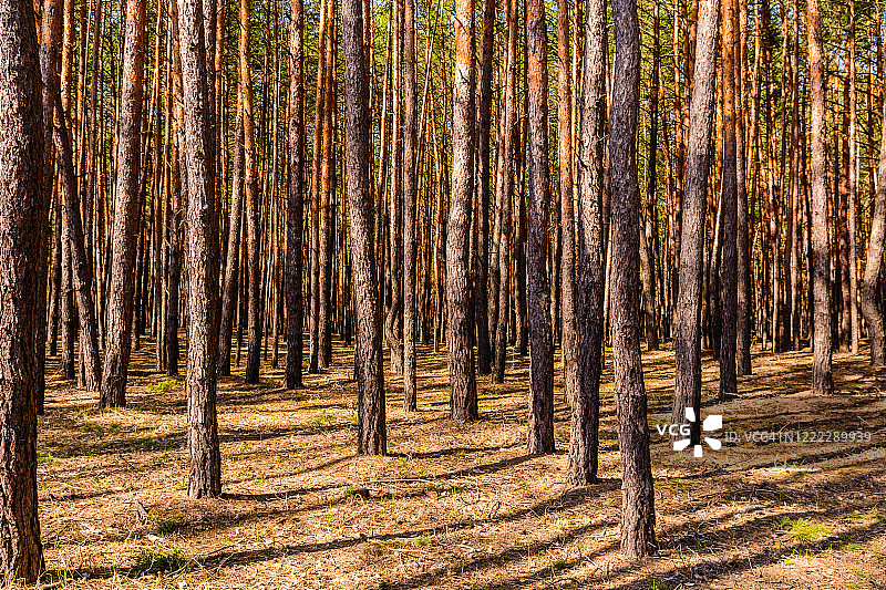 森林里成排的松树图片素材