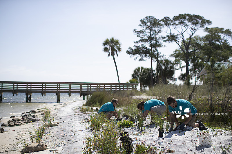 一群年轻的志愿者在佛罗里达种植海草。图片素材