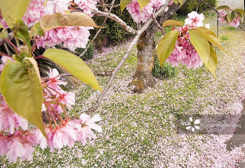 樱花树和落花。图片素材
