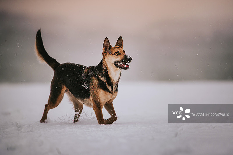 冬天下雪的狗图片素材