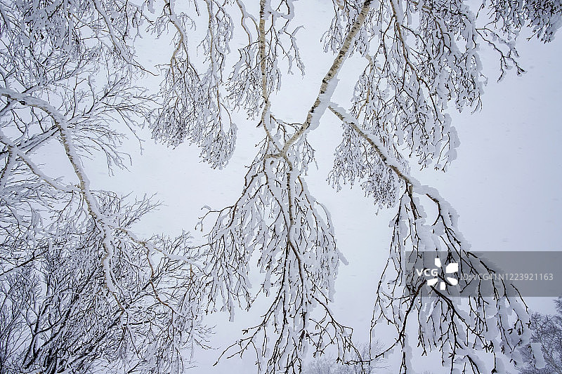 冬天的景色，在冬天松树冻着雪图片素材