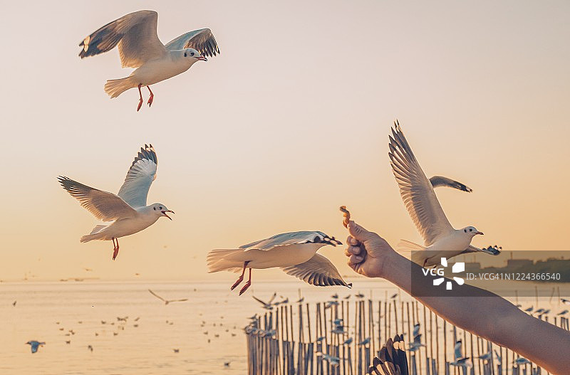 在日落时，游客喂海鸥食物的特写图片素材