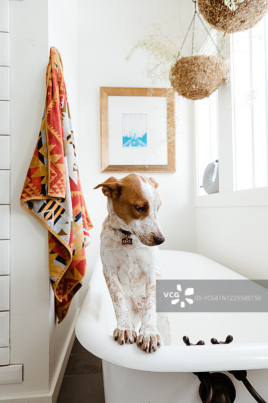 在一间别致的浴室里，一只小狗把前爪放在爪足浴缸上图片素材