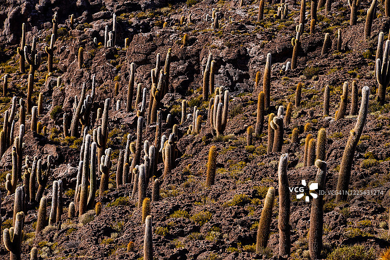 巨大的仙人掌(帕萨卡纳仙人掌)-因卡华西岛，玻利维亚。图片素材