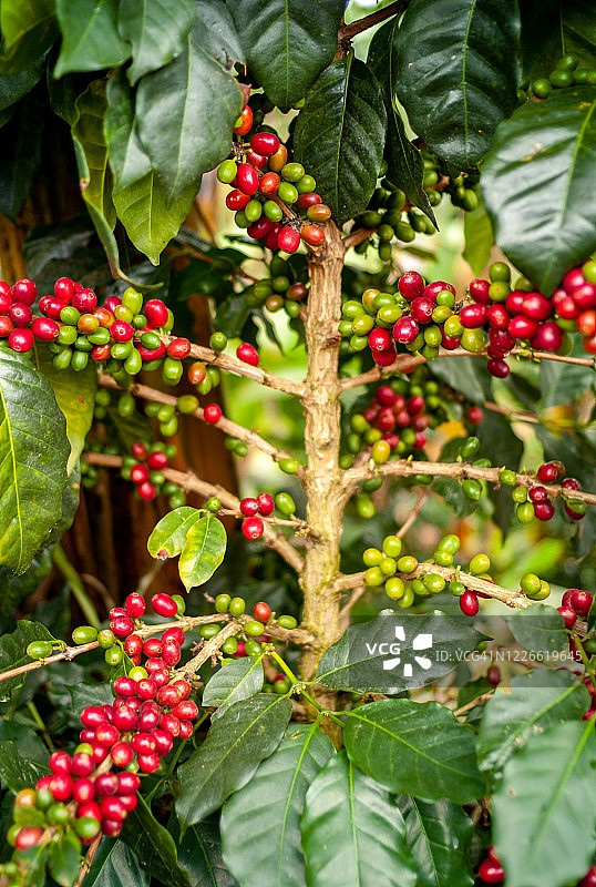 红色和绿色的有机咖啡果实在花园，安提奥基亚/哥伦比亚图片素材
