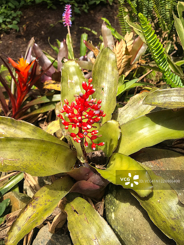 燃烧的火炬(Billbergia pyramidalis)，红色凤梨花与大叶围绕它在麦德林，安蒂奥基亚，哥伦比亚图片素材