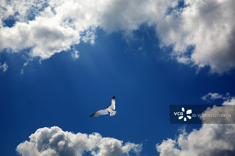 海鸥飞过白云和蓝天图片素材