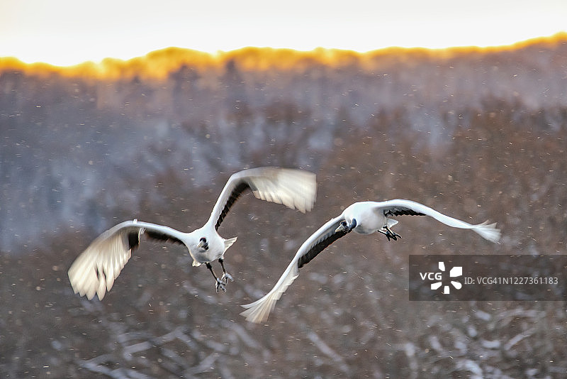 在日本钏路的赤菅国家公园里，冬天的日本丹顶鹤在飞翔图片素材