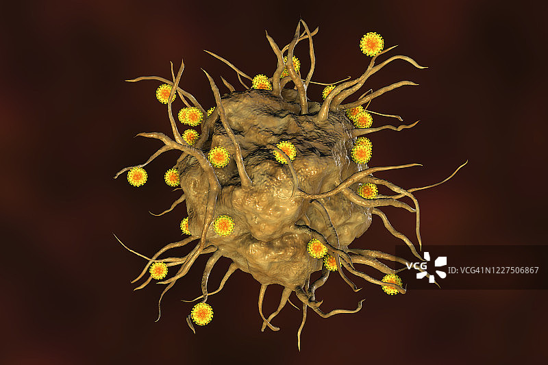 SARS-CoV-2病毒和免疫细胞，插图图片素材