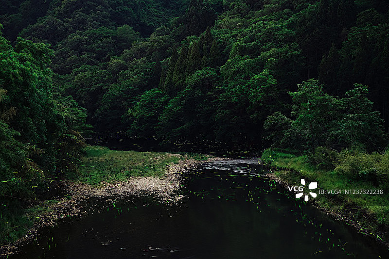 夜间森林里一条河的上空萤火虫在发光图片素材