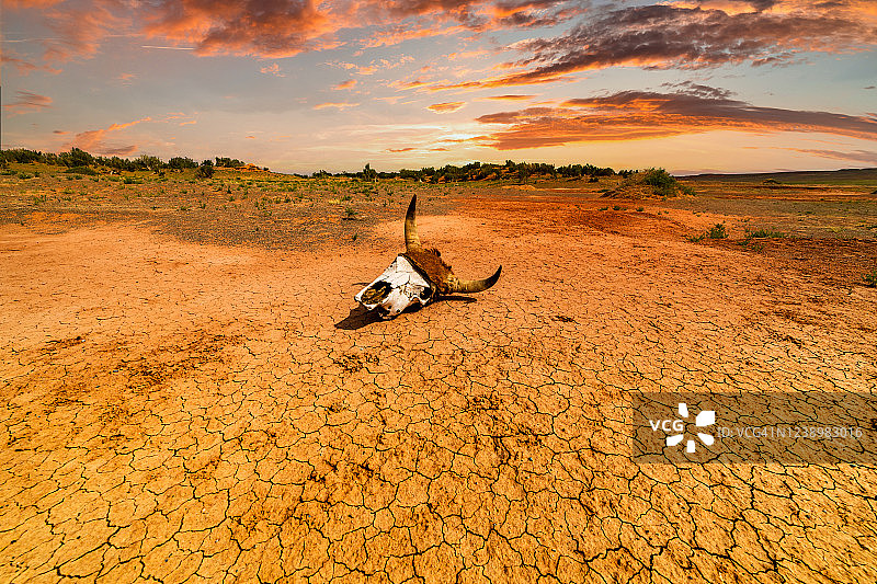 在沙漠中，有一种动物的头骨在龟裂的土地上。全球气候变暖的概念图片素材