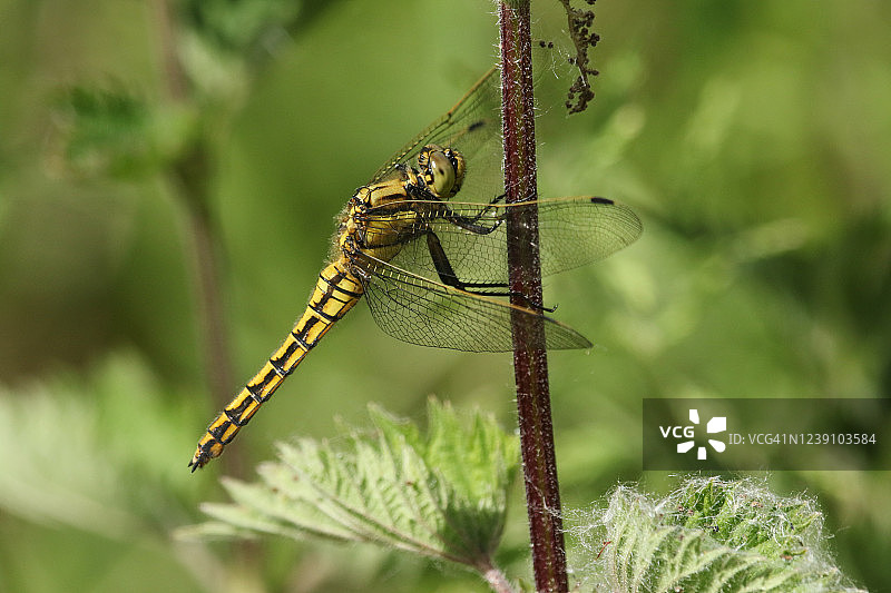 一只美丽的黑尾Skimmer，蜻蜓，Orthetrum cancellatum，栖息在一个螫荨麻上。图片素材