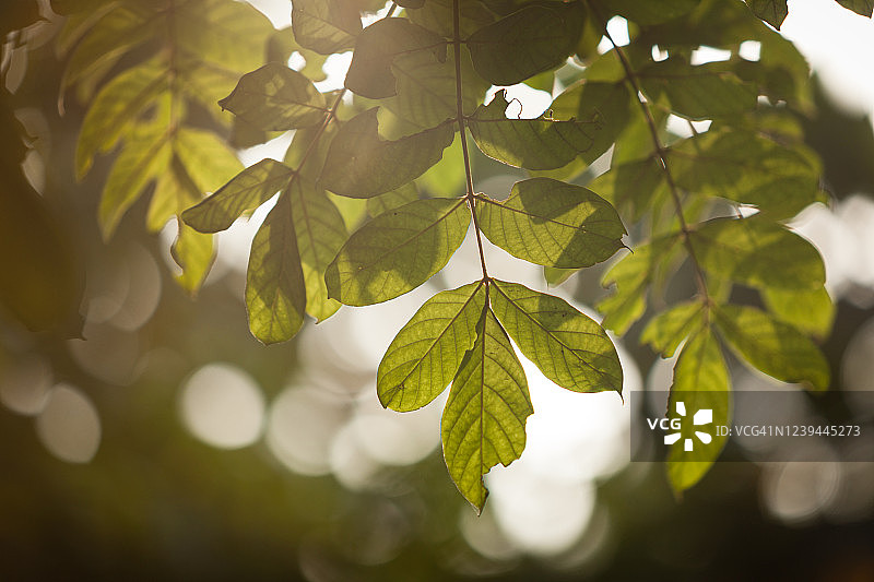 阳光透过树叶照射下来图片素材