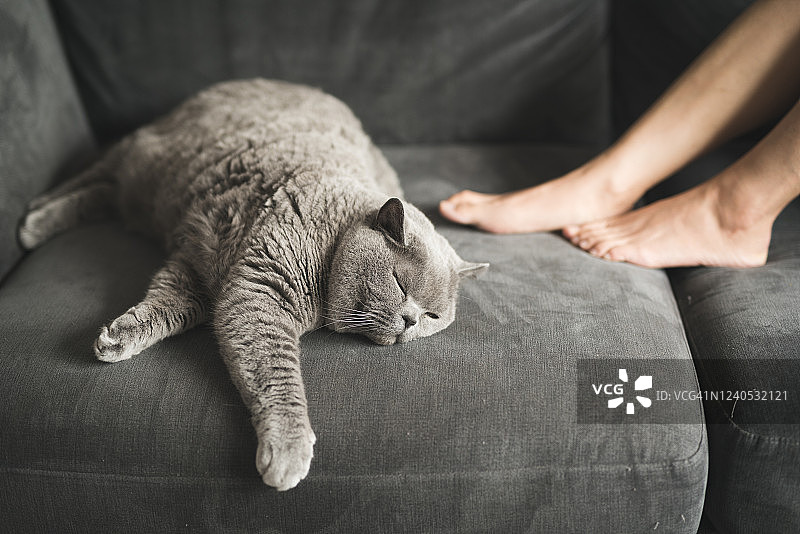 英国短毛猫睡在她主人的脚旁边的沙发上图片素材