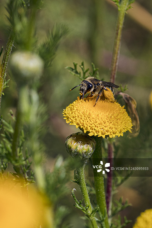 蜜蜂在黄花上图片素材