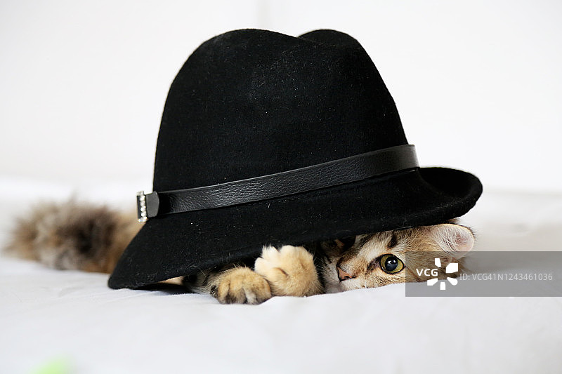 戴帽子的猫图片素材