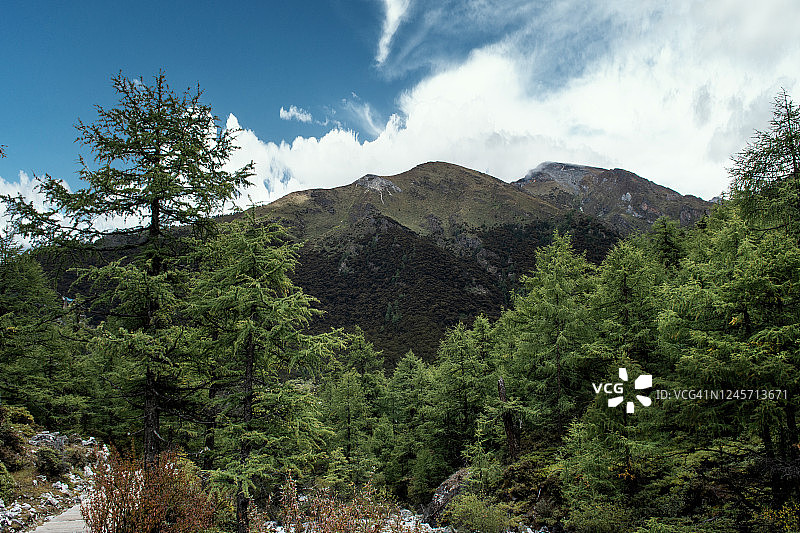 一片茂密的绿色森林下的雪山高原图片素材