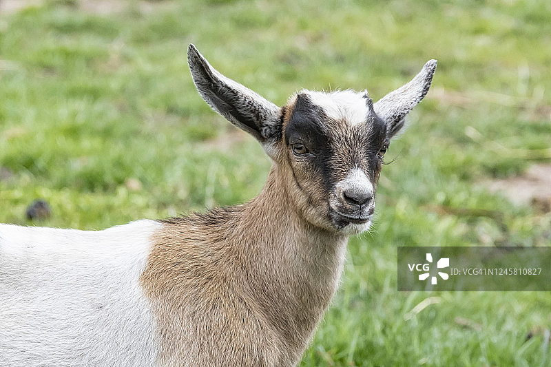 一只棕的、白的、黑角的小山羊，站在春日的草地上，脑袋一歪图片素材