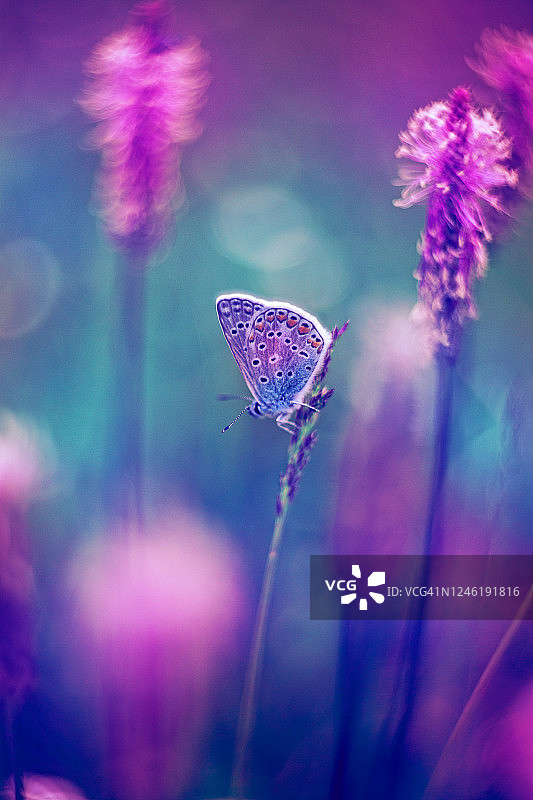 常见的蓝色蝴蝶在紫色薰衣草自然的叶子背景图片素材