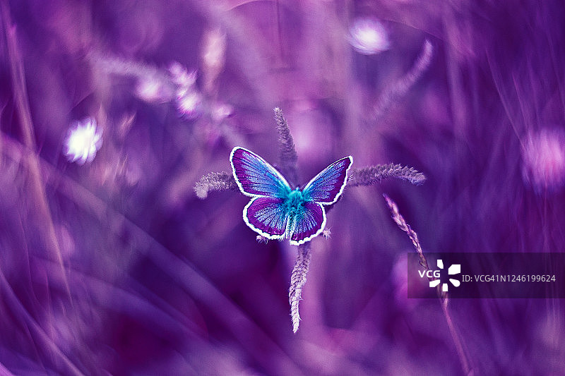 常见的蓝色蝴蝶在紫色调的自然叶背景图片素材