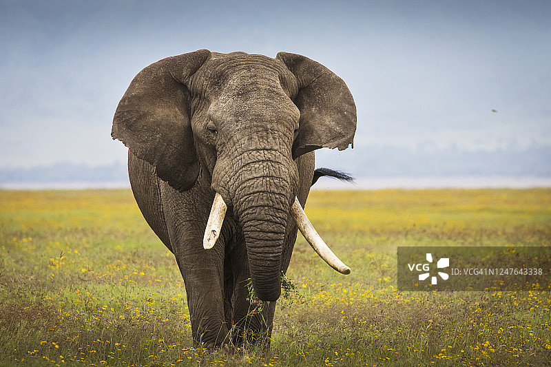 坦桑尼亚恩戈罗戈罗国家公园，大象在吃草。美丽的黄花围绕着他。非洲的野生自然。图片素材