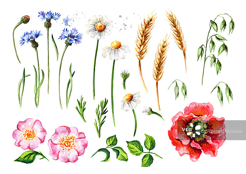 夏花有洋甘菊、野玫瑰、罂粟、矢车菊、燕麦和麦穗，花和叶集。手绘水彩插图，孤立的白色背景图片素材