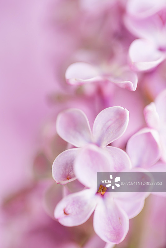 柔和的粉红色紫丁香花图片素材