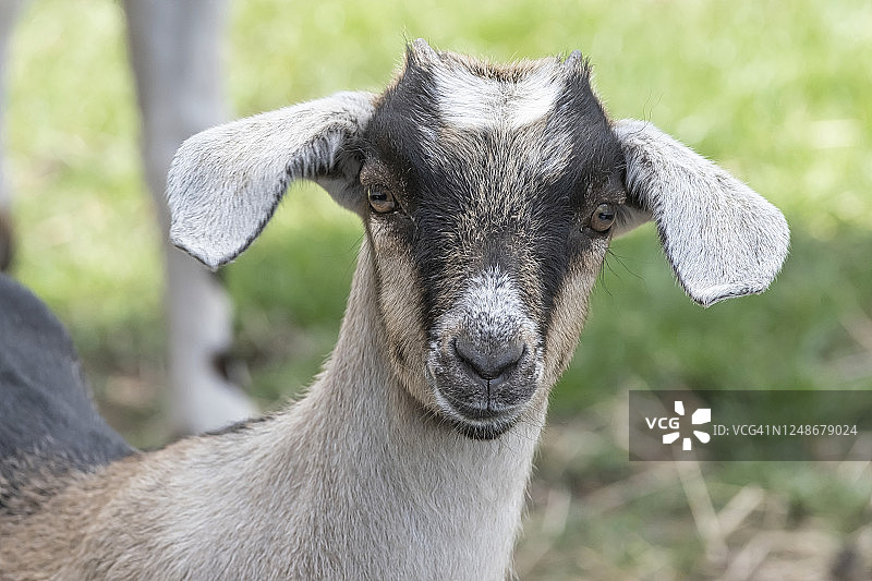 一只棕的、白的、黑角的小山羊，站在春日的草地上，脑袋一歪图片素材