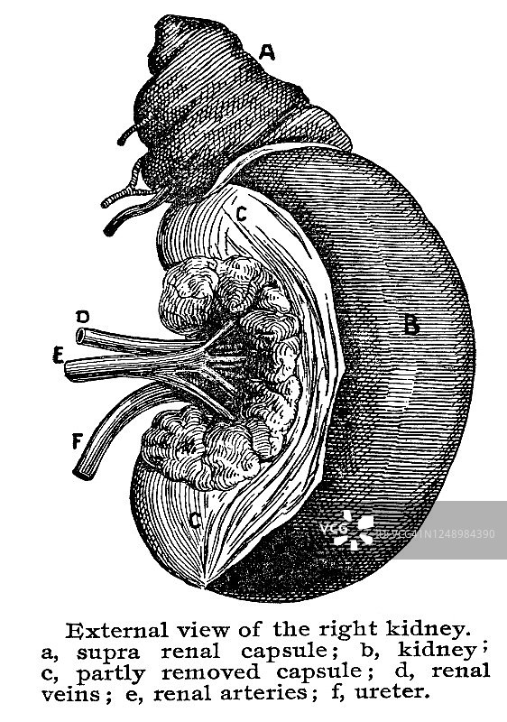 古老的泌尿器官，肾脏雕刻插图图片素材