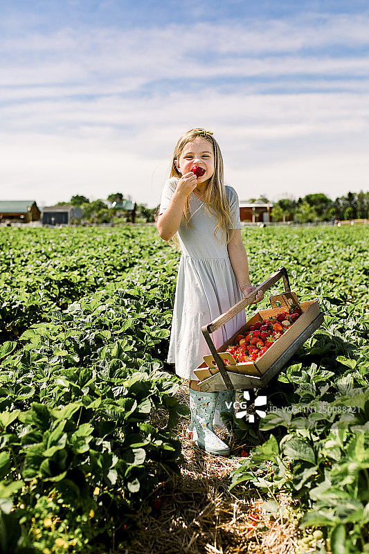 微笑的女孩在草莓地里吃草莓图片素材