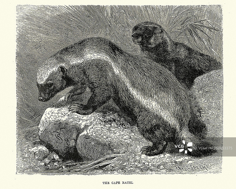 海角蜜獾，海角拉特尔图片素材