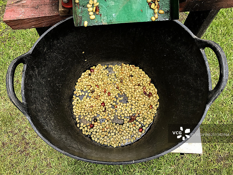 在Jardín，安提奥基亚/哥伦比亚的一个黑桶的有机咖啡剥皮过程图片素材