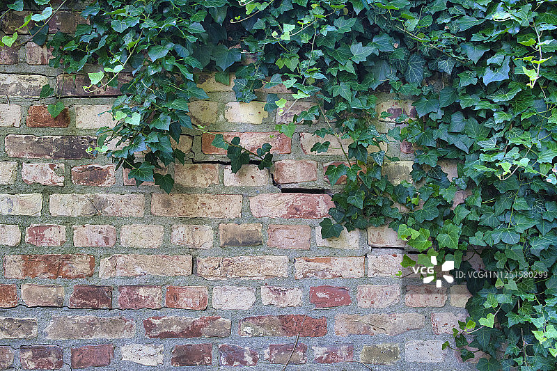 德国勃兰登堡Beeskow的一堵砖墙上的常青藤(Hedera helix)特写。图片素材