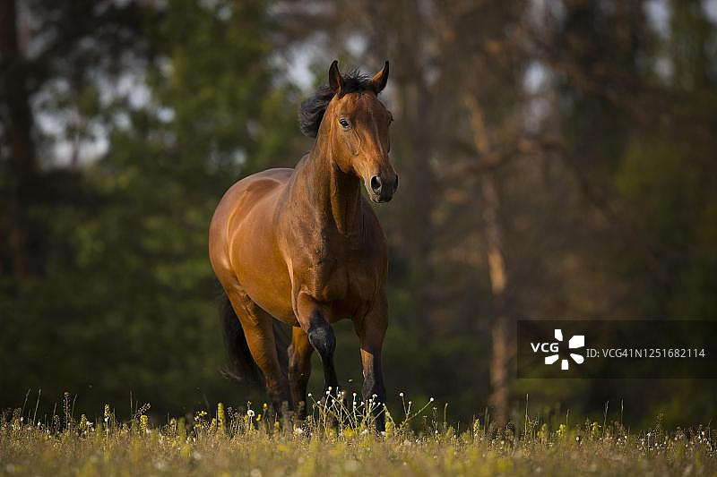 奥地利瓦德维尔特尔，棕色温血马在草地上小跑图片素材