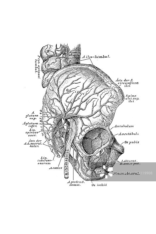 骨盆外表面的动脉图片素材