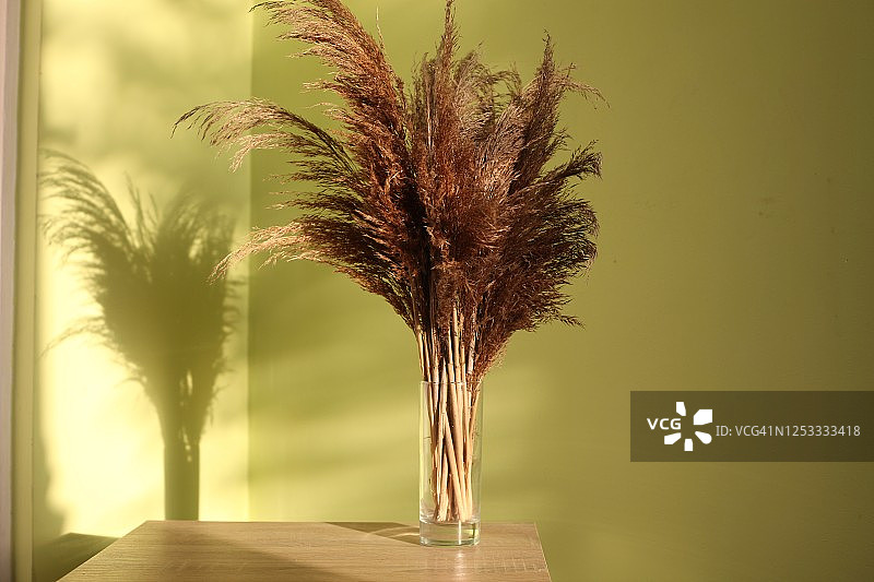 芦苇干植物，树枝在室内。太阳的光。时尚的家居装饰理念。图片素材