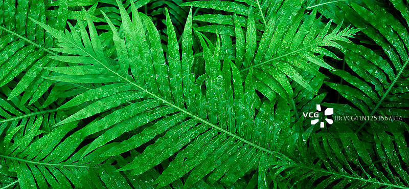 热带叶，深绿色叶在丛林中，自然背景图片素材