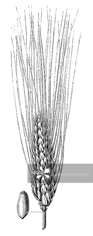 二粒小麦(Triticum turgidum变种mirabile)谷粒植物的古老雕刻插图图片素材