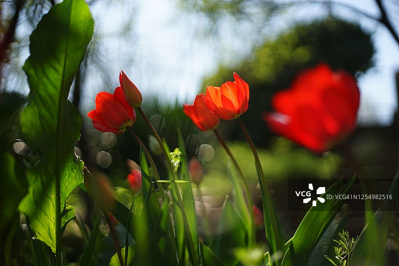 郁金香花园，红色的郁金香被朝阳/夕阳照亮。图片素材
