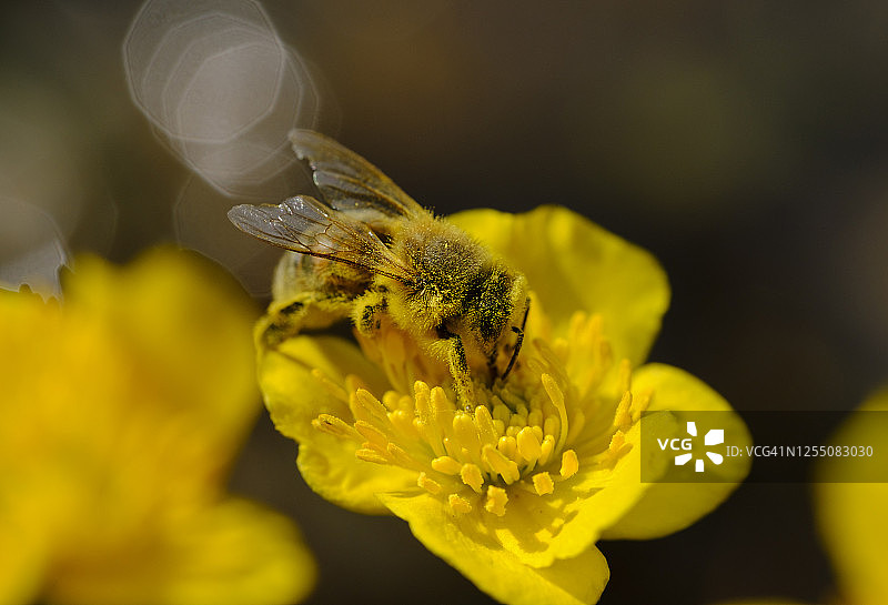 以万寿菊花粉为食的欧洲蜜蜂图片素材