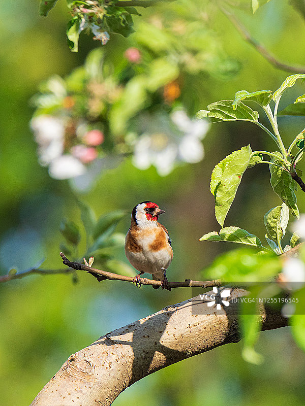 栖息在开花苹果树的树枝上的欧洲金翅雀图片素材