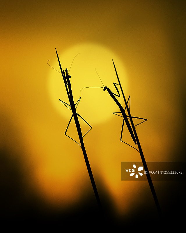 日落时分，印度尼西亚，草地上两只螳螂的剪影图片素材