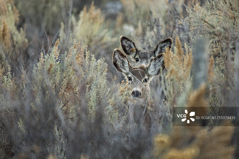 两只鹿躲在高高的草丛里看着摄像机图片素材