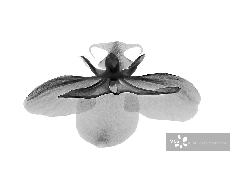 兰花(蝴蝶兰属)花，x射线图片素材