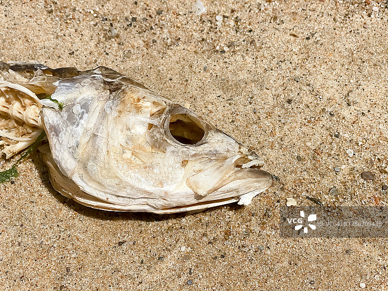 鳕鱼角海湾沙滩上的鱼骨架图片素材