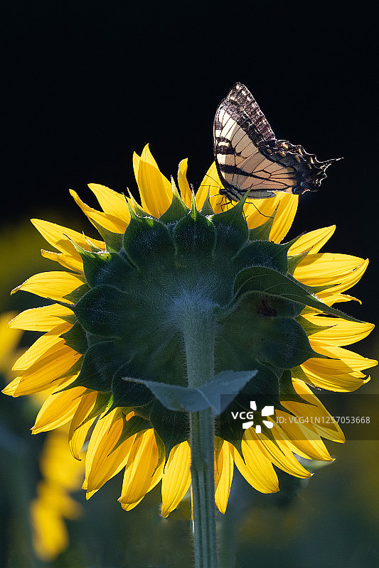 蝴蝶在向日葵图片素材