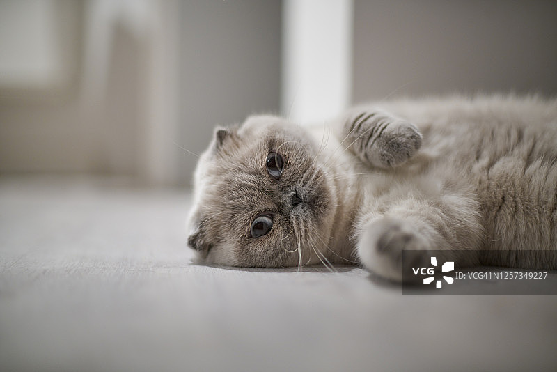 苏格兰折耳猫的猫图片素材