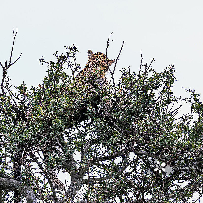 African Leopard on tree at wild图片素材